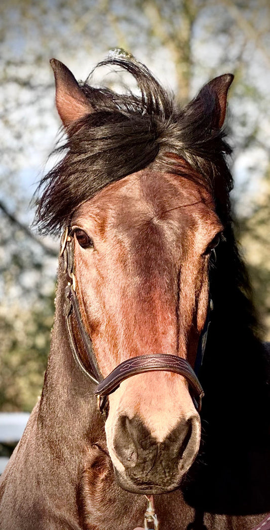 The Fire Horse Is Here: What this rare energy means — and how to work with it instead of being run over by it